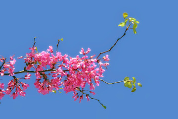Branch of a blooming almond
