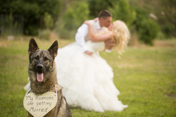 Dog holding marriage sign in front of bride and groom