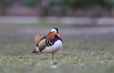mallard duck,extremely colorful duck