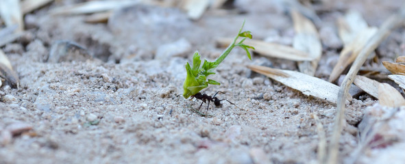 ant on leaf