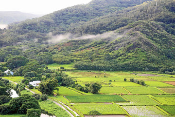 Taro Fields - Kauai, Hawaii