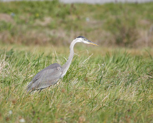 Fototapeta premium Great Blue Heron