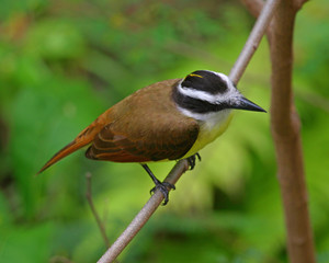 Great Kiskidee