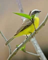 Great Kiskidee