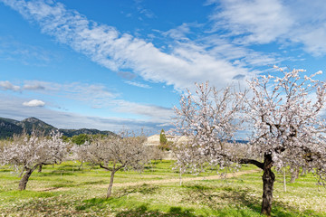 Mandelb&auml;ume in voller Bl&uuml;te, Mallorca, Spanien