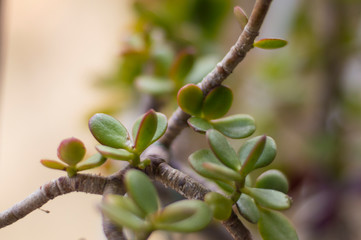 Plantas hojas close-up