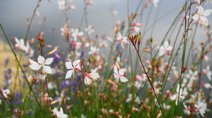A meadow of delicate flowers. Natural beauty, Beautiful delicate and colourful landscape.