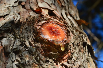Tree sap