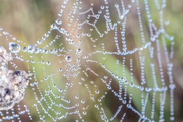 Close-up of abstract drops on a spider web with variable focus and blurred background in the rays of the rising sun. Blur and soft focus.