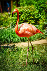 A pink flamingo standing with a green background.