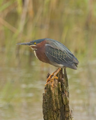 Green Heron