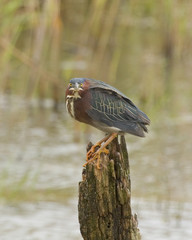 Green Heron