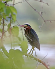 Green Heron