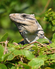 lizard on rock