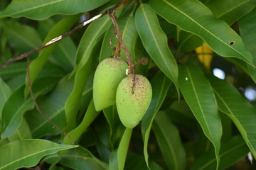 Mnago Fruit, Fruta de Mango, Tree, Spring, Primavera