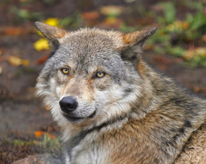 portrait of a wolf