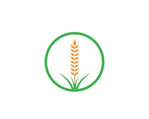 Agriculture wheat Logo Template vector icon
