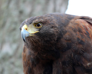 Harris Hawk
