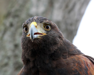 Harris Hawk
