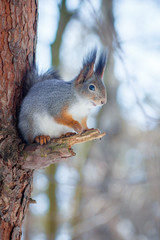 Naklejka na ściany i meble Hungry and funny one wild squirrel sitting on a tree in the spring forest