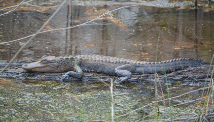 American Alligator Mississipplensis at Savannah National Wildlife Refuge, Hardeeville, Jasper County, South Carolina USA