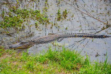 American Alligator Mississipplensis at Savannah National Wildlife Refuge, Hardeeville, Jasper County, South Carolina USA