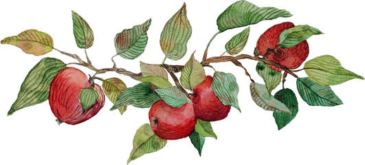 watercolor apple branch ornament isolated