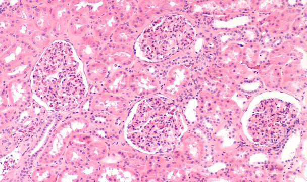 Microscopic image of normal human kidney histology.