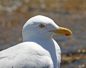 seagull on beach