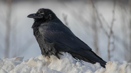 Raven
