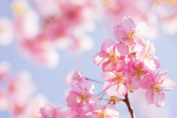 日本の春　さくら