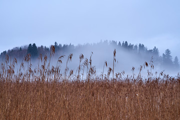 Dry plant with foggy forest on a background.