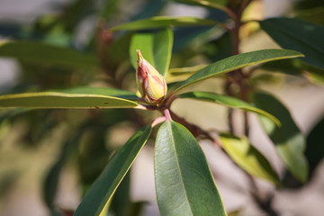 flower bud closeup, still unopened in early spring - Image