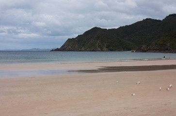 Fototapeta na wymiar A Coromandel beach with seagulls and people at the back in New Zealand
