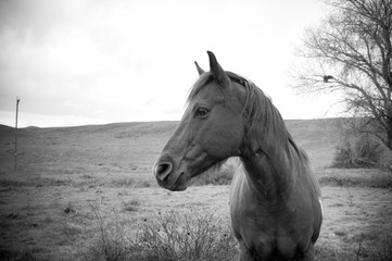 black and white horse portrait 