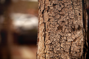 close up to tree bark