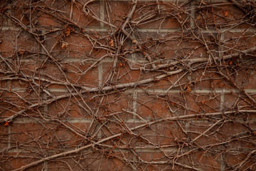 bricks with vines growing 