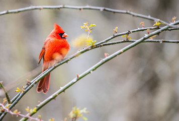 A single red Cardinal Bird is perched on a branch in the snow.