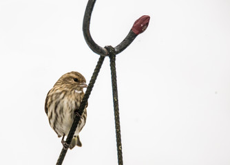 A little striped House Finch sits near the bird feeders on a cold snowy day.