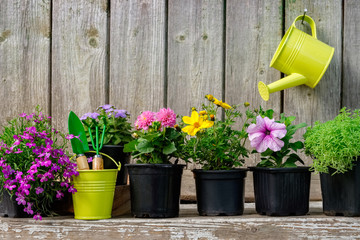 Seedlings of garden plants and beautiful flowers in flowerpots for planting on a flower bed. Hanging watering can on old wooden wall of garden shed. Copy space for text.