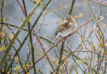 A little striped House Finch sits near the bird feeders on a cold snowy day.