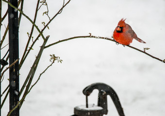A single red Cardinal Bird is perched on a branch in the snow.