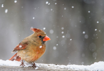 Little female Cardinal in the backyard.