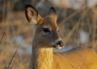 deer in the forest
