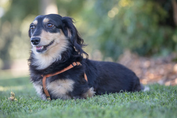 Daschund dog on the grass