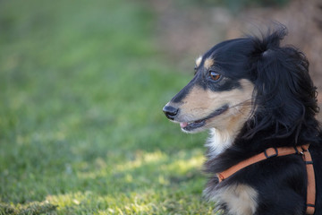 Daschund dog on the grass