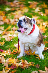 Fototapeta premium English Bulldog walking in the park
