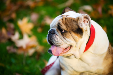 Fototapeta premium English Bulldog walking in the park