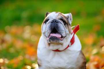 English Bulldog walking in the park