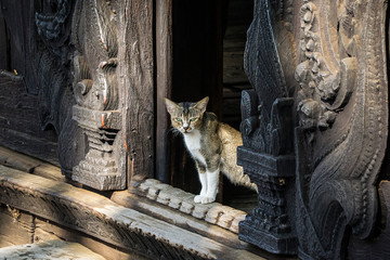 Cat - Looking out